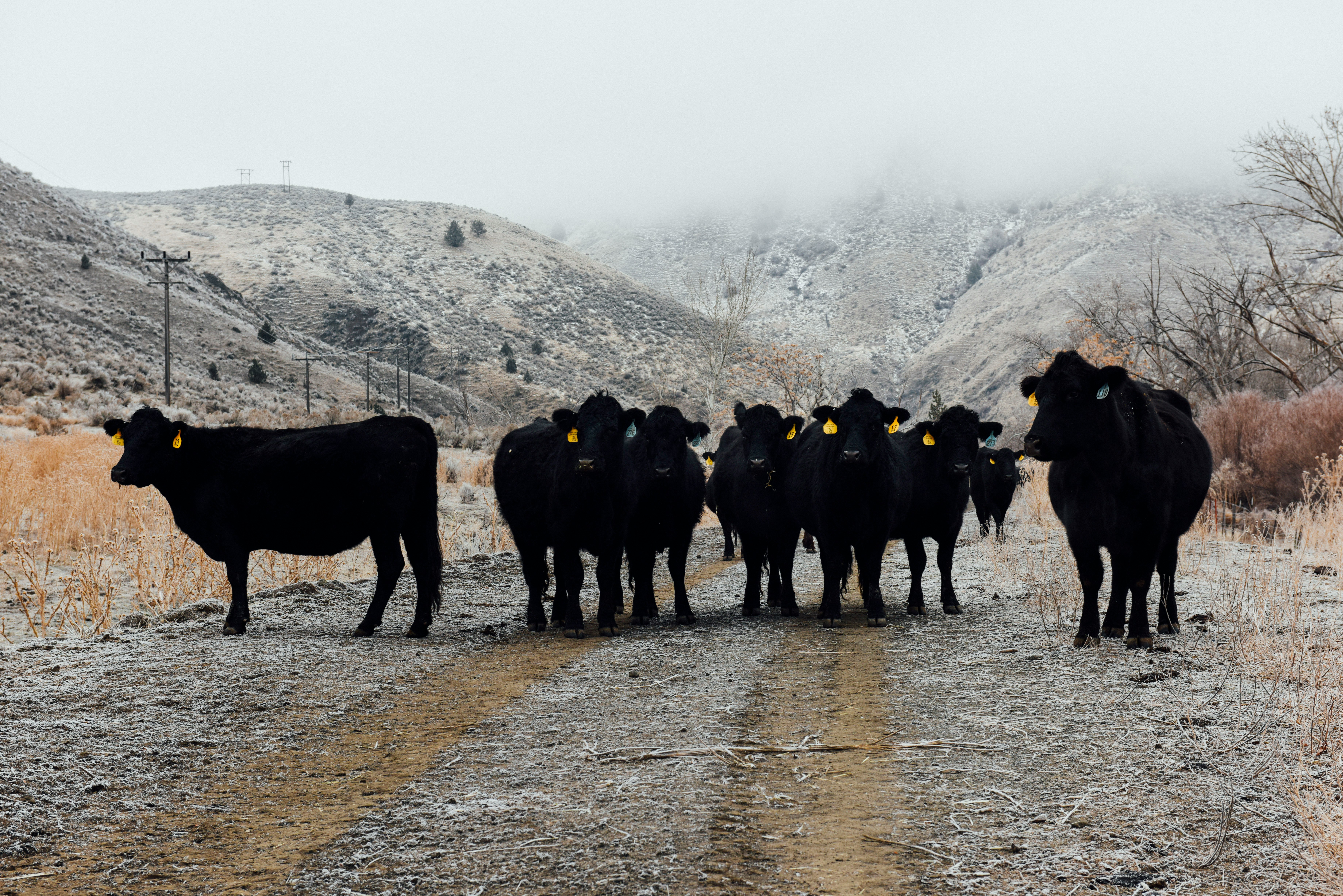 group of people standing on brown dirt road during daytime